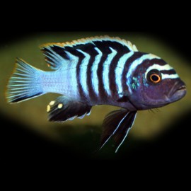 Cynotilapia afra red dorsal 7 - 9 cm