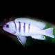 Cynotilapia afra white 4 - 5 cm