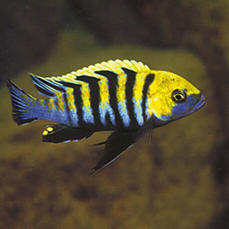 Cynotilapia afra yellow 4 - 5 cm