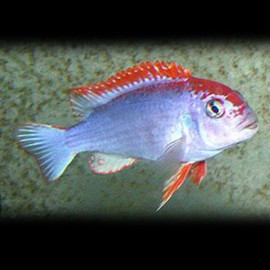 Cynotilapia fletti-red top 3 - 4 cm