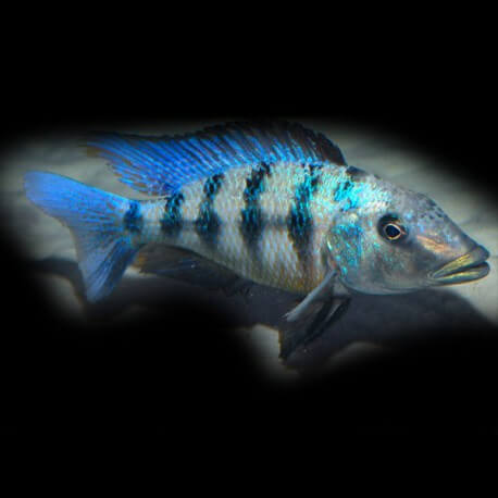 Fosorochromis rostratus 6 - 7 cm