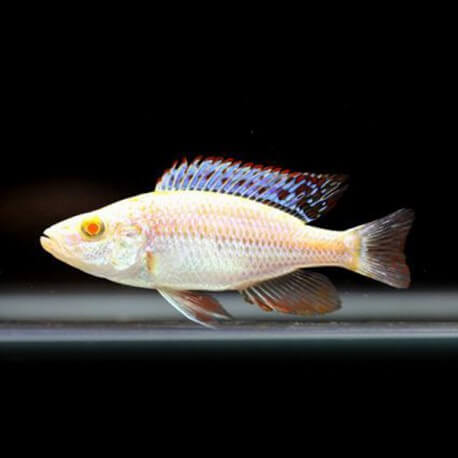 Haplochromis ahli ?albino? 2 - 3 cm