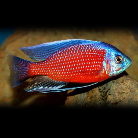 Haplochromis borleyi red fin 2 - 3 cm