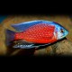 Haplochromis borleyi red fin 4 - 5 cm