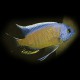Haplochromis borleyi yelow fin 4-5,5cm
