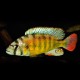 Haplochromis brownae 4-5cm