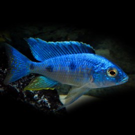 Haplochromis chrysonotus 4-5cm