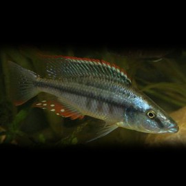 Haplochromis compressiceps 4 - 5 cm