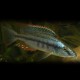Haplochromis compressiceps 6 - 7 cm