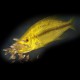 Haplochromis compressiceps gold 5-7cm