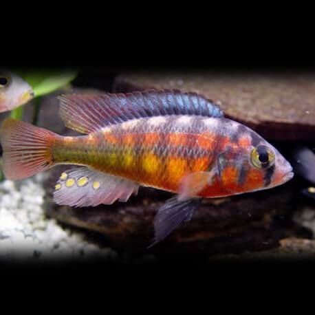 Haplochromis cribensis 4 - 5 cm