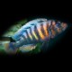 Haplochromis crimson tide 3 - 4 cm