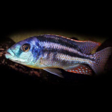 Haplochromis euchilus XL