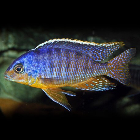 Haplochromis fenestratus eastern 4-5cm