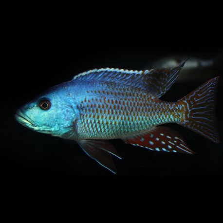 Haplochromis fuscoteniatus 5-6cm