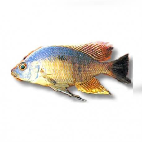 Haplochromis likoma 4-5cm