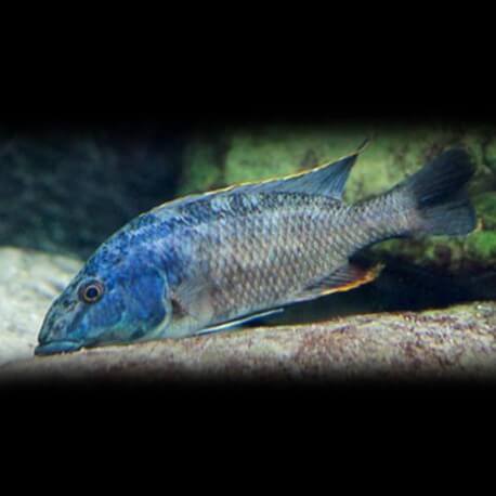 Haplochromis linni 5 - 7 cm