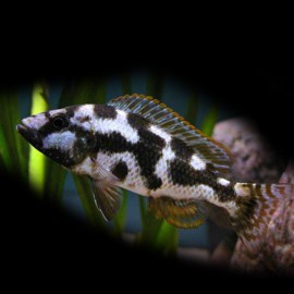 Haplochromis livingstonii 4 - 5 cm