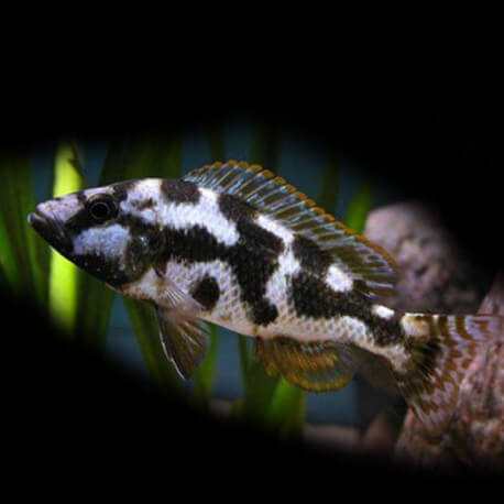 Haplochromis livingstonii 6 - 7 cm