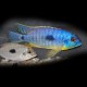 Haplochromis margaretae 4-5cm