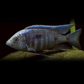 Haplochromis mloto 4 - 5 cm