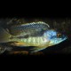 Haplochromis mola 4-5cm