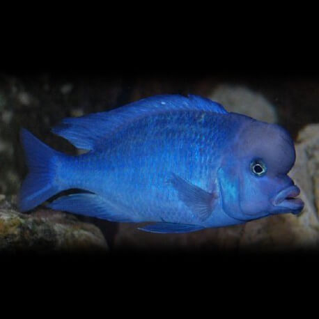 Haplochromis moorii 4 - 5 cm