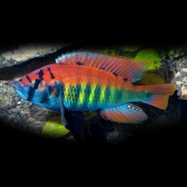 Haplochromis nyerei 4 - 5 cm