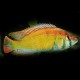 Haplochromis obliquidens 4 - 5 cm