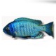 Haplochromis ovatus eastern 4-5cm