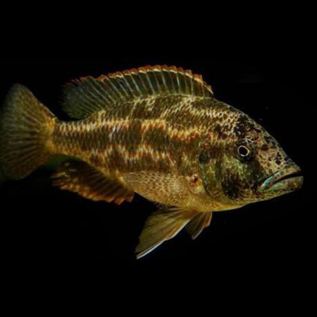 Haplochromis polystigma > 14 cm