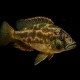 Haplochromis polystigma 6 - 7 cm