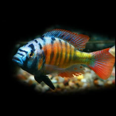 Haplochromis sp. ch 44 4 - 5 cm