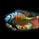 Haplochromis sp. ch 44 5 - 6 cm