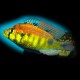 Haplochromis sp. yellow belly 4 - 5 cm