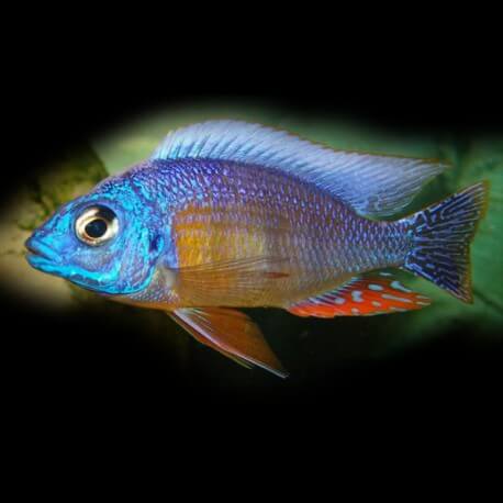 Haplochromis steveni 4 - 5 cm