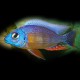 Haplochromis steveni XL