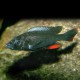 Haplochromis theuertherion 4 - 5 cm