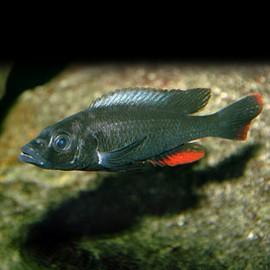 Haplochromis theuertherion 5-6cm