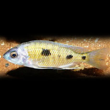 Haplochromis trimaculatus 4-5cm