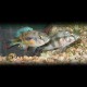 Haplochromis vanderhorstia 4-5cm