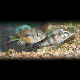 Haplochromis vanderhorstia XL