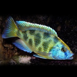 Haplochromis venustus 2 - 3 cm