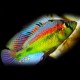 Haplochromis yellow belly 4 - 5 cm