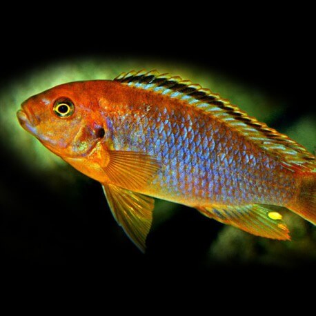 Iodotropheus sprengeri 3 - 4 cm