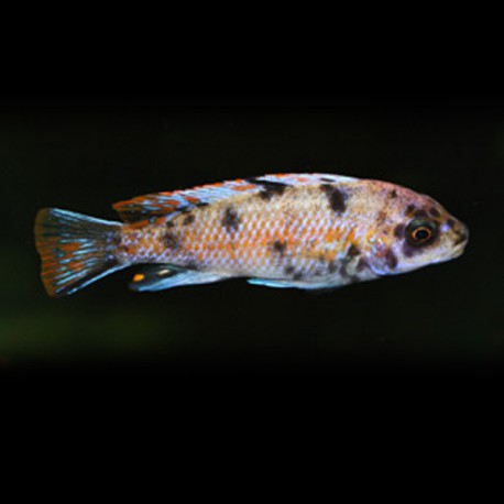 Labeotropheus fuelleborni - marmel 4 - 5 cm