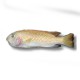 Labeotropheus trewavasae - rosy 4 - 5 cm