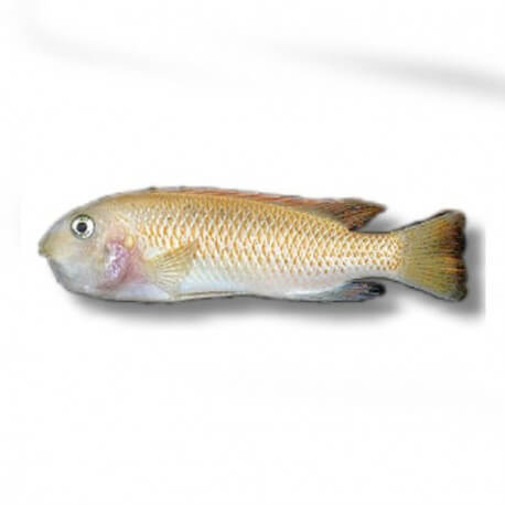 Labeotropheus trewavasae - rosy 4 - 5 cm