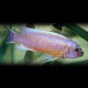 Labeotropheus trewavasae chilumba 4 - 5 cm