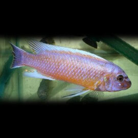 Labeotropheus trewavasae chilumba 4 - 5 cm